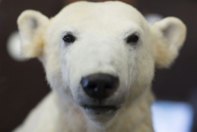 pb-130215-knut-polar-bear-nj-03.photoblog900.jpg