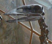 Aepyornis_skull.JPG