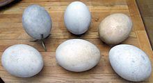 220px-Aepyornis_eggs.jpg
