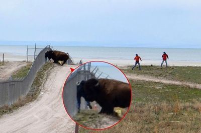 bison-pushing-man-against-fence.jpg