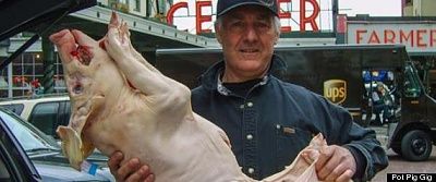 r-marijuana-fed-pigs-large570.jpg