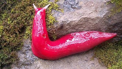 pinkslugs.jpg