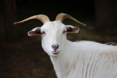 goat.jpg