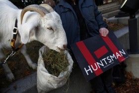 goat2.jpg