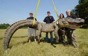 gator.jpg