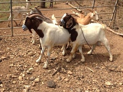 goats.jpg