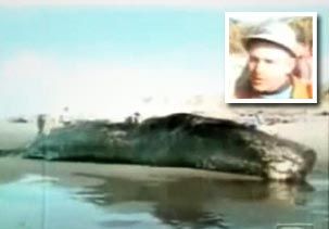 whale.jpg