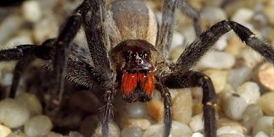 spider.jpg