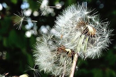 dandelion-main-2868524.jpg