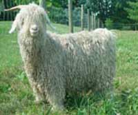 young_male_angora_goat.jpg