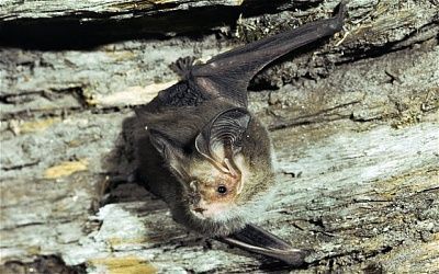 bat_2784416b.jpg