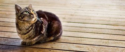 n-gay-cat-nigeria-large570.jpg