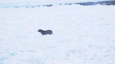 dog5.jpg