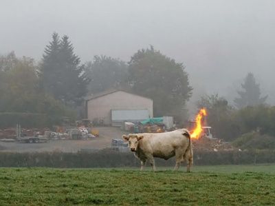 cow-fire.jpg