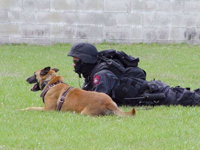 police-dog.jpg