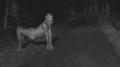 recent-nm-skinwalker-photo-ignites-fear.jpg