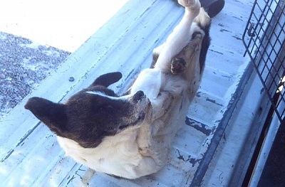 frozendog.jpg