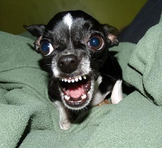 chihuahua%20angry.JPG