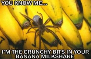 Funny-Spiders-8-300x195.jpg