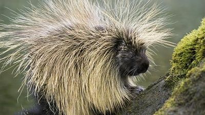 porcupine.jpg