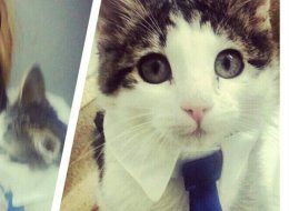 Name:  n-CAT-ATTACKS-FAMILY-large.jpg
Views: 646
Size:  10.9 KB