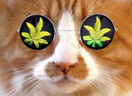 Name:  n-CAT-BRING-WEED-large.jpg
Views: 861
Size:  44.1 KB