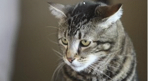 Name:  therogato.gif
Views: 94
Size:  45.8 KB