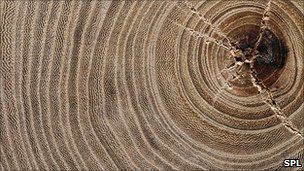 _50789836_wych_elm_tree_rings_spl.jpg