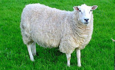 sheep.jpg
