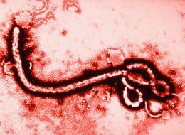 n-ebola-virus-large.jpg