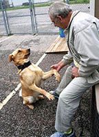 Name:  beau-dog2.jpg
Views: 267
Size:  11.0 KB