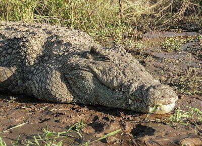crocodylus_niloticus_in_lake_chamo_02.jpg
