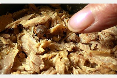 tuna-20thing.jpg