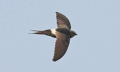 swift.jpg