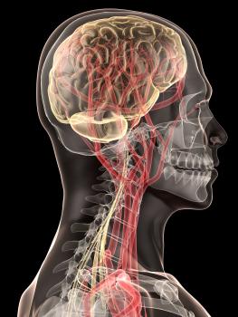 human-brain-nerves.jpg