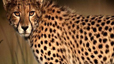 cheetah.jpg