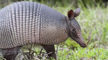 armadillo.jpg