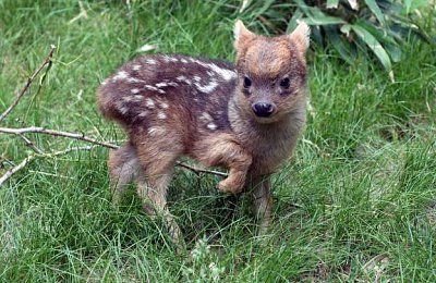 baby-20deer.jpg