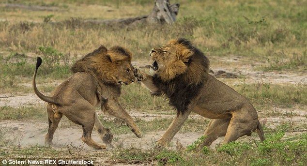 2AFFFF2300000578-0-Cecil_the_lion_s_brother_has_been_shot_dead_in_a_park_in_Zimbabw-m-2_14384516.jpg
