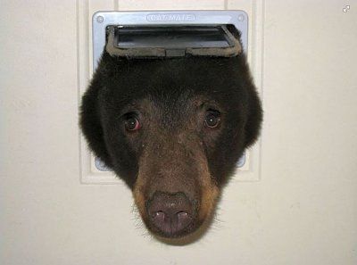 bear-20through-20door_1439757104300_107712_ver1.0.jpg