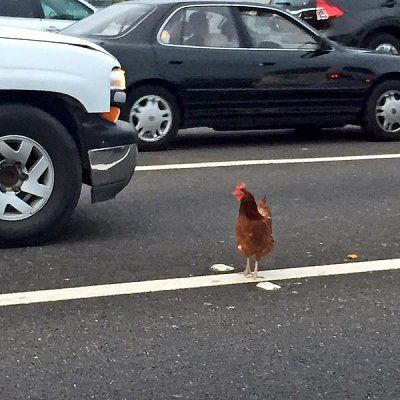 chick.jpg