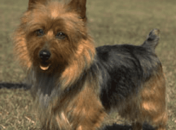 Vicious%20Guard%20Terrier.png