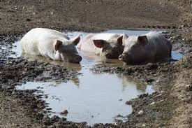 1%201%20%20a%20a%20A%20A%20A%20A%20A%20%20Wallowing%20Pigs%2001.JPG