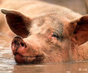 1%201%20%20a%20a%20A%20A%20A%20A%20A%20%20Pig%20People%2004.JPG