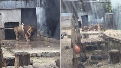 chile-zoo-inline.jpg