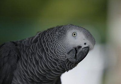 parents-murder-victim-say-police-should-use-foul-mouthed-parrot-witness-vgtrn-body.jpg
