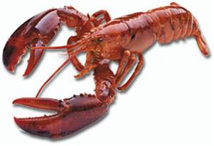 Name:  American%20lobster_NOAA.jpg
Views: 400
Size:  9.8 KB