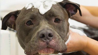 montreal-pit-bull-ban-20160926.jpg