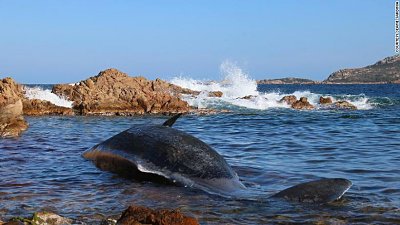 190401033553-03-sperm-whale-italy-exlarge-169.jpg