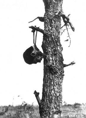 tree.jpg